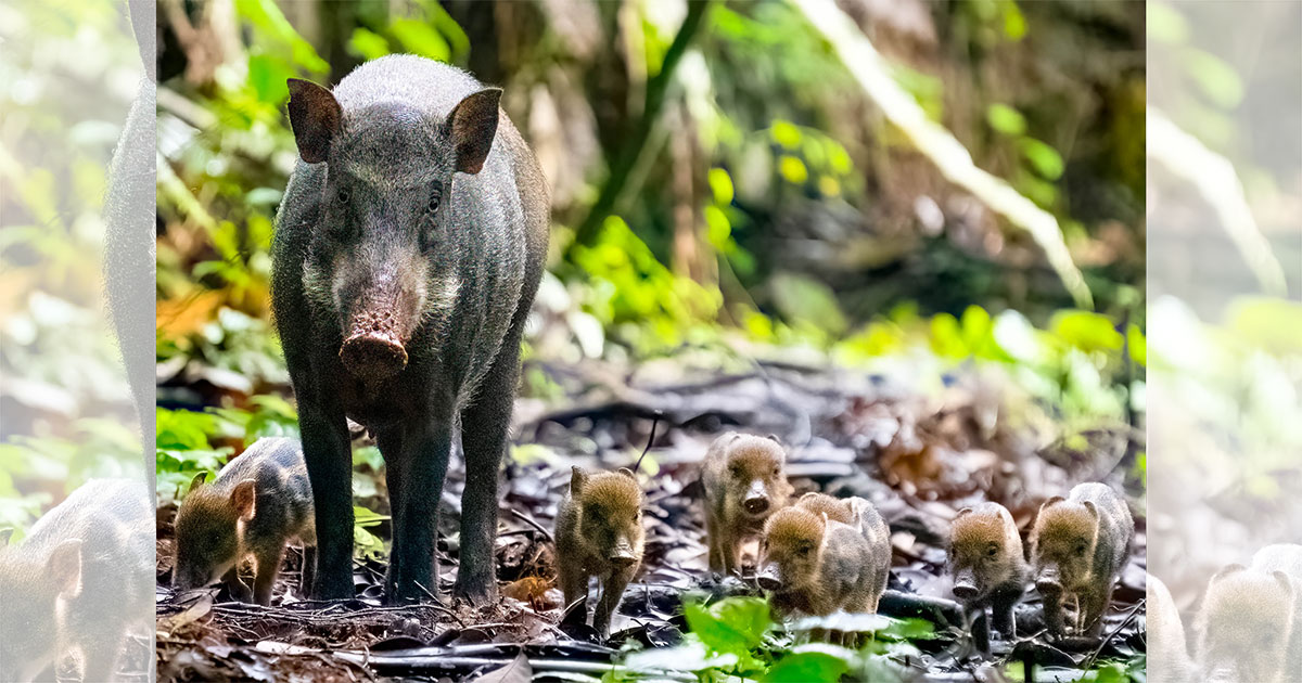 Woman crosses path with wild boar & 7 piglets in Thomson Nature Park