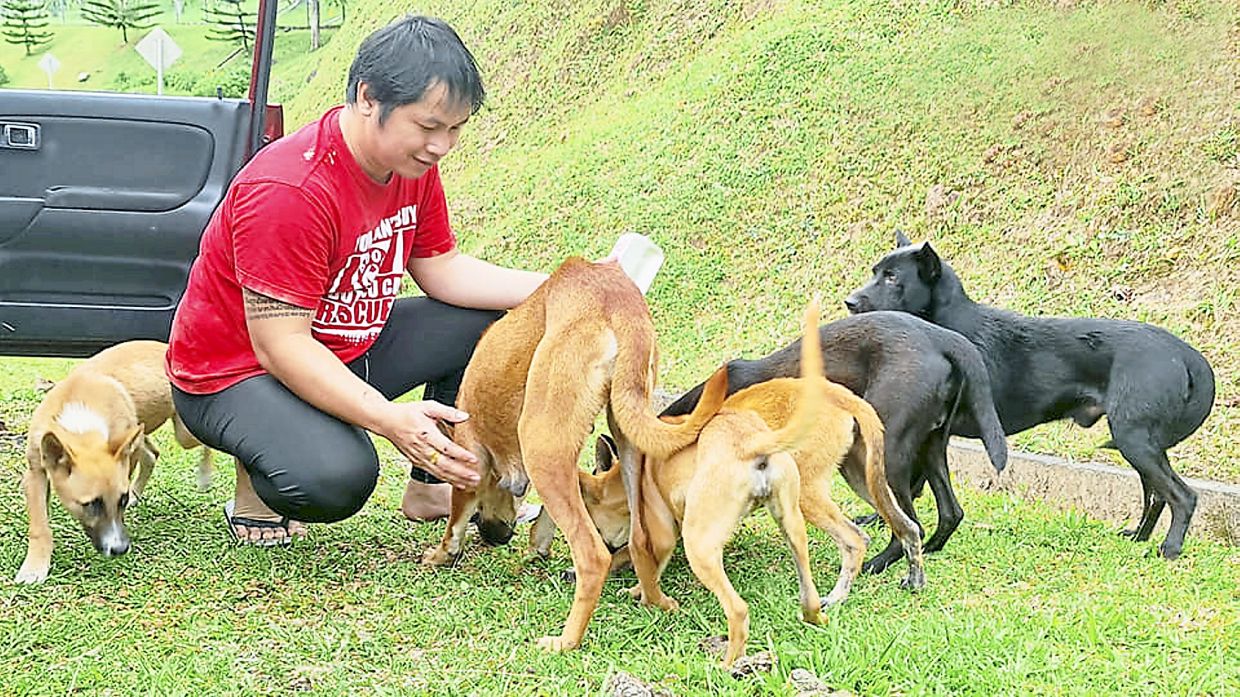 Animal shelter forced to move due to hostile public