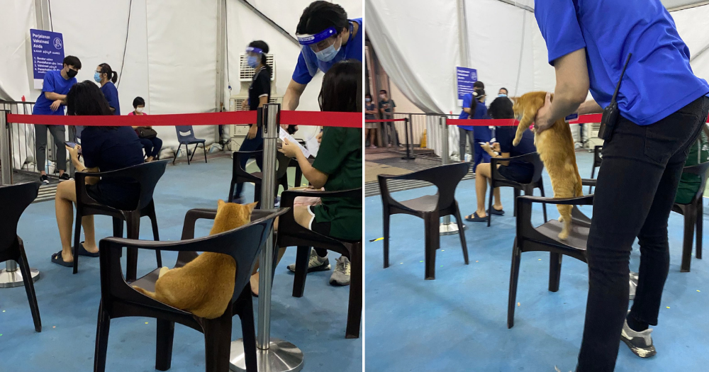 Community cat waits for its turn at Clementi vaccination centre, gets gently removed from seat