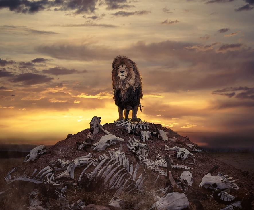 Incredible Photo Shows Proud Lion Standing On Hill Of Bones