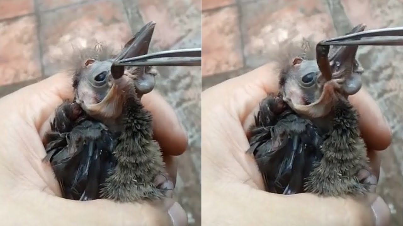 Removing A Botfly From A Bird's Neck