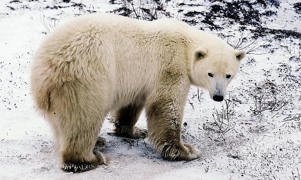 Polar Bears Are Known to Bludgeon Walruses to Death With Stone and Ice