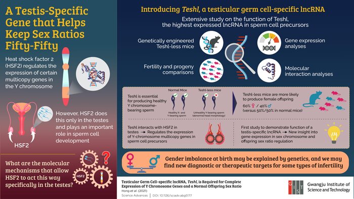 Testis-specific gene involved in sex ratio regulation discovered