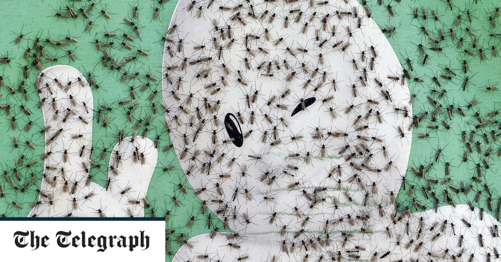 Are we facing an insect apocalypse?