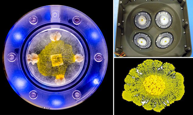 Brainless slime mold will be sent to the ISS for astronauts to study
