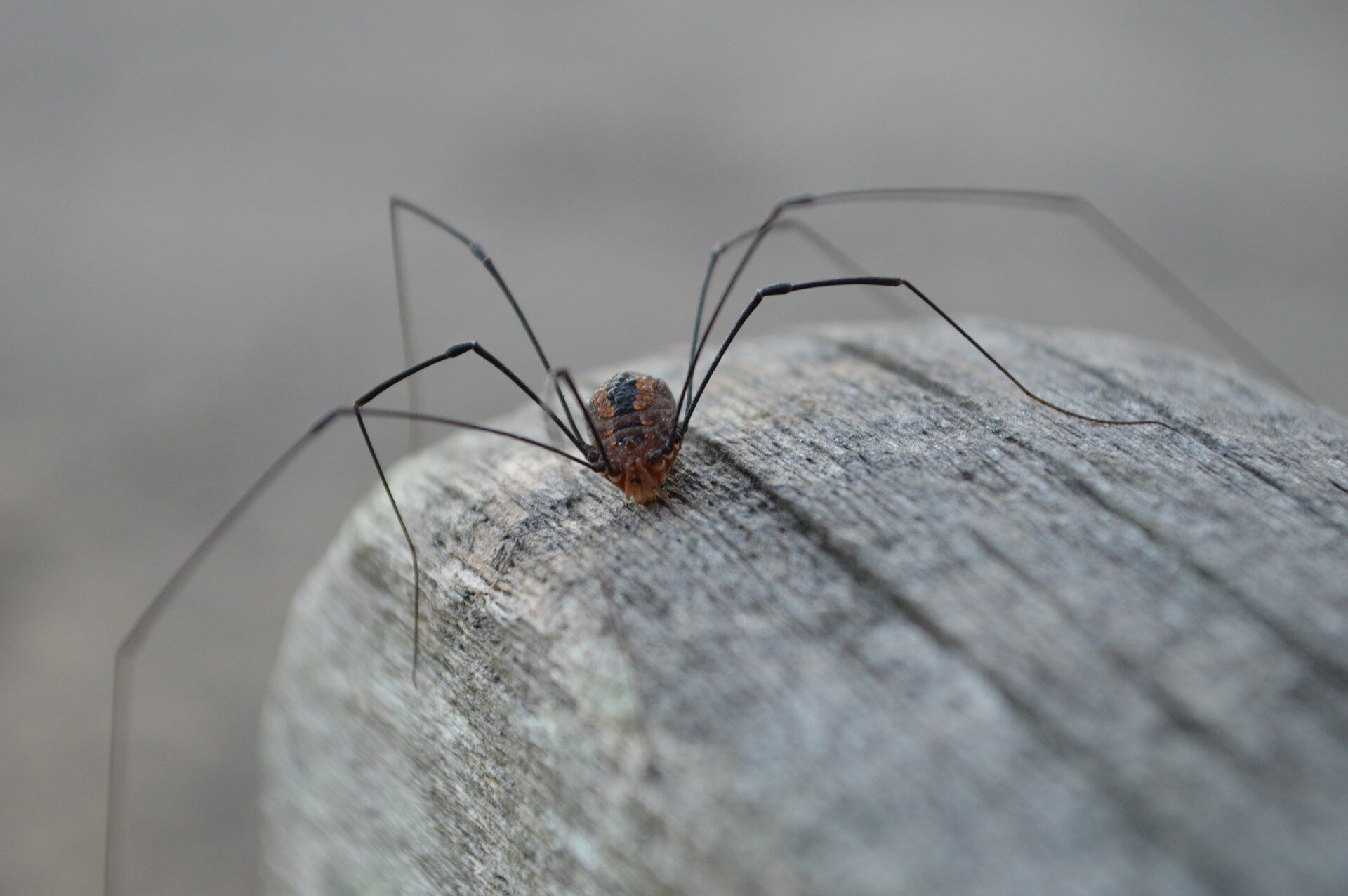 Genetically altered daddy longlegs have short legs