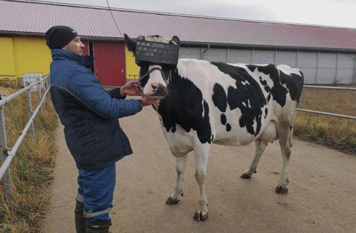 People Shocked As Viral Photos Of Cow VR Headsets Resurface