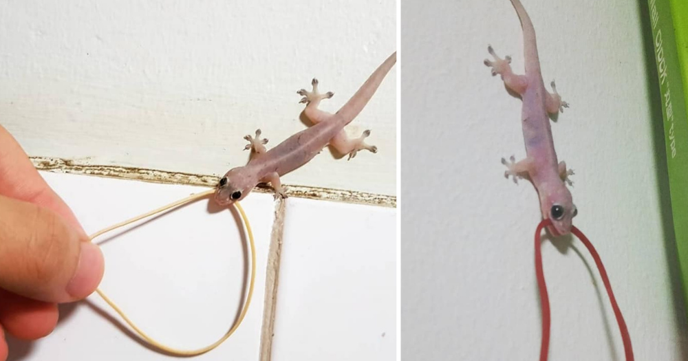 S'porean man befriends house gecko, touches & plays tug of war with it