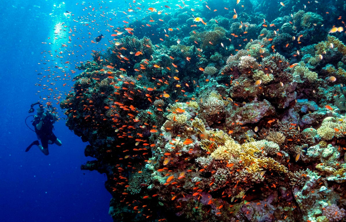 Probiotic Supplements May Help Coral Reefs (Just Like They Help People)