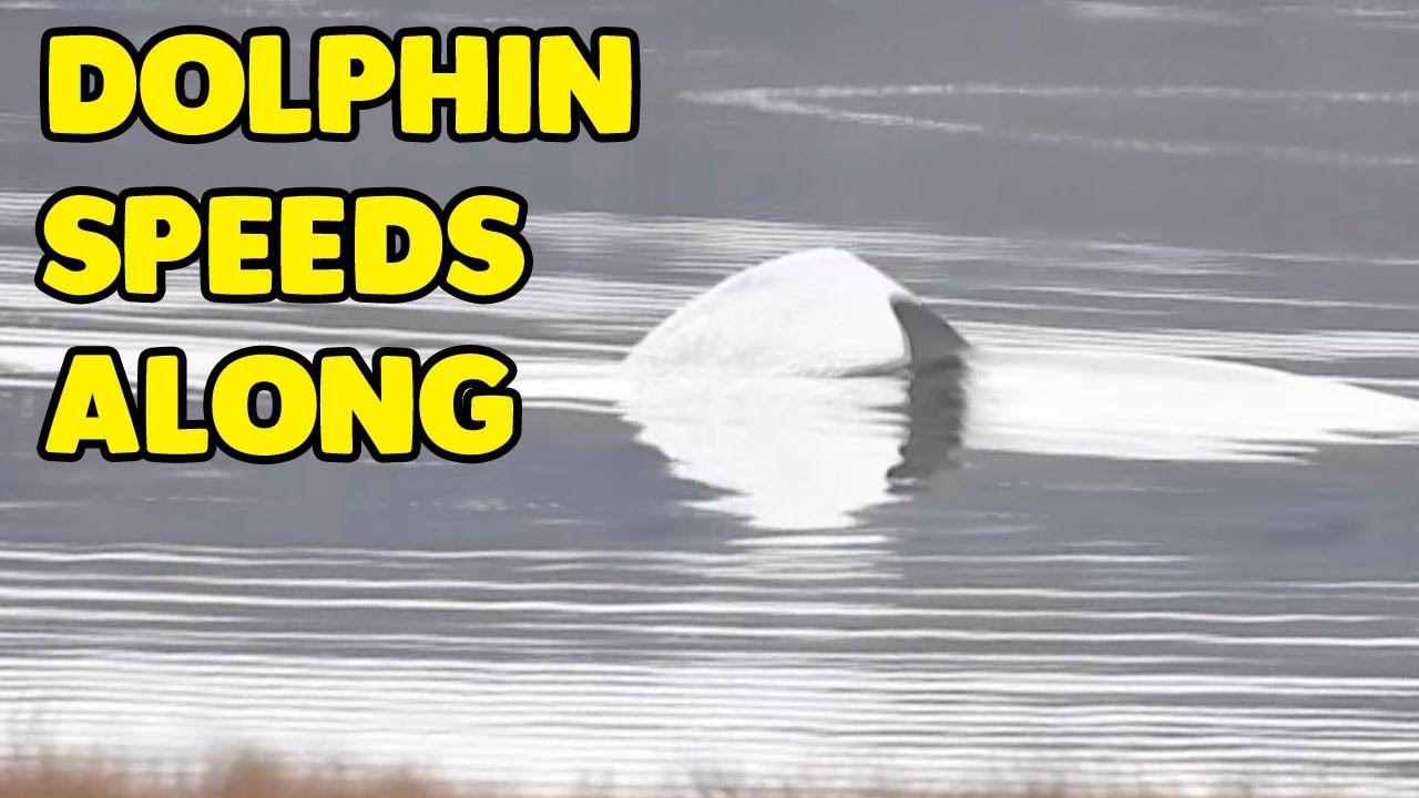 Dolphin Speeds Through The Water