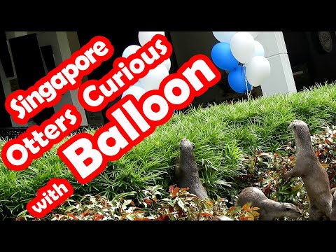Singapore Otters Curious with Balloon
