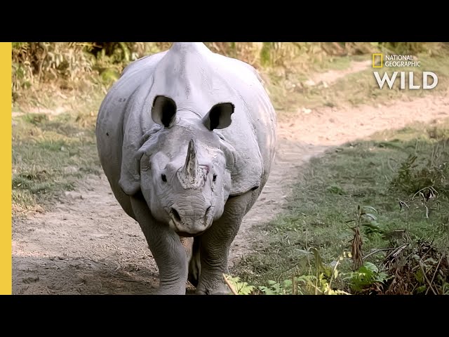 Protecting Rhinos in Kaziranga National Park | Nat Geo WILD