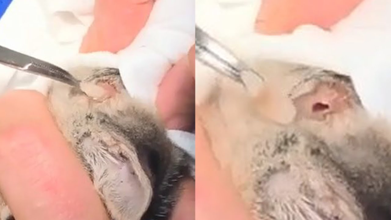 Removing A Botfly From A Kitten's Neck (Part 27)