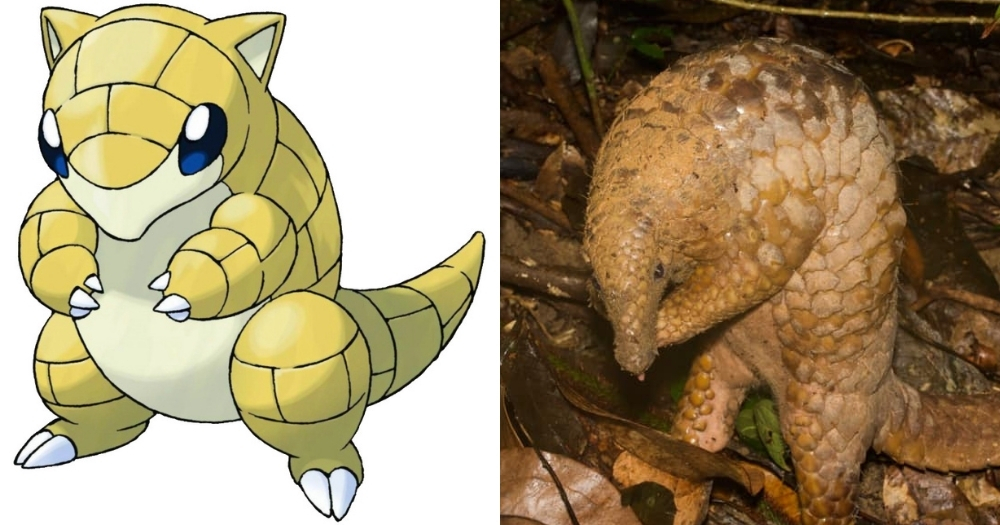 Rare wild pangolin in S'pore looks like real life Sandshrew Pokémon