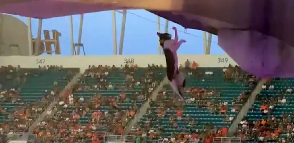 The Craziest Moment Of The College Football Season Was This Cat Falling Off A Ledge And Getting Caught In A Flag