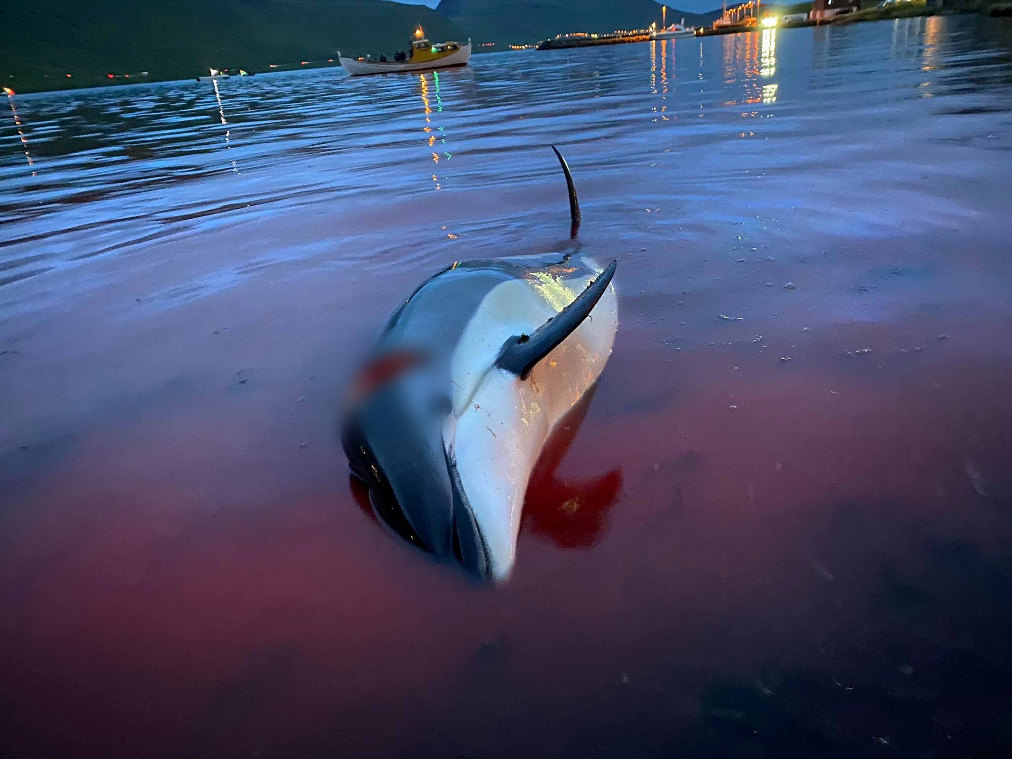 1,400 Dolphins Killed In Single Day During Annual Faroe Islands Hunt