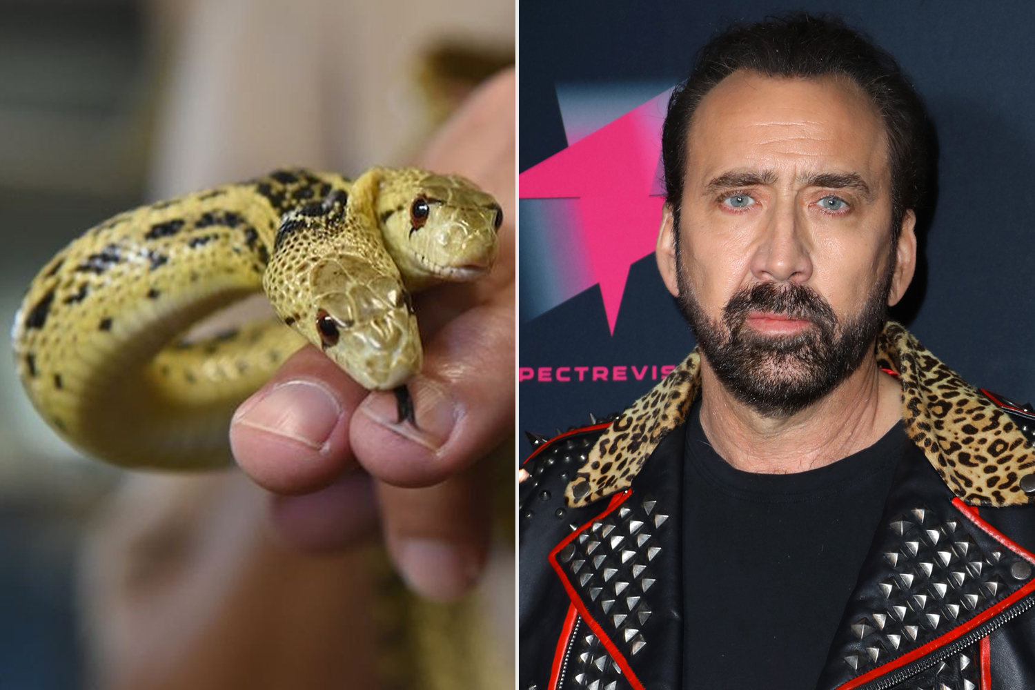 Rare Two-Headed Snake Donated by Nicolas Cage Dies at Audubon Zoo in New Orleans