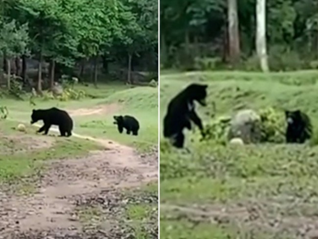 Mum and cub play with football swiped from locals before taking it into jungle