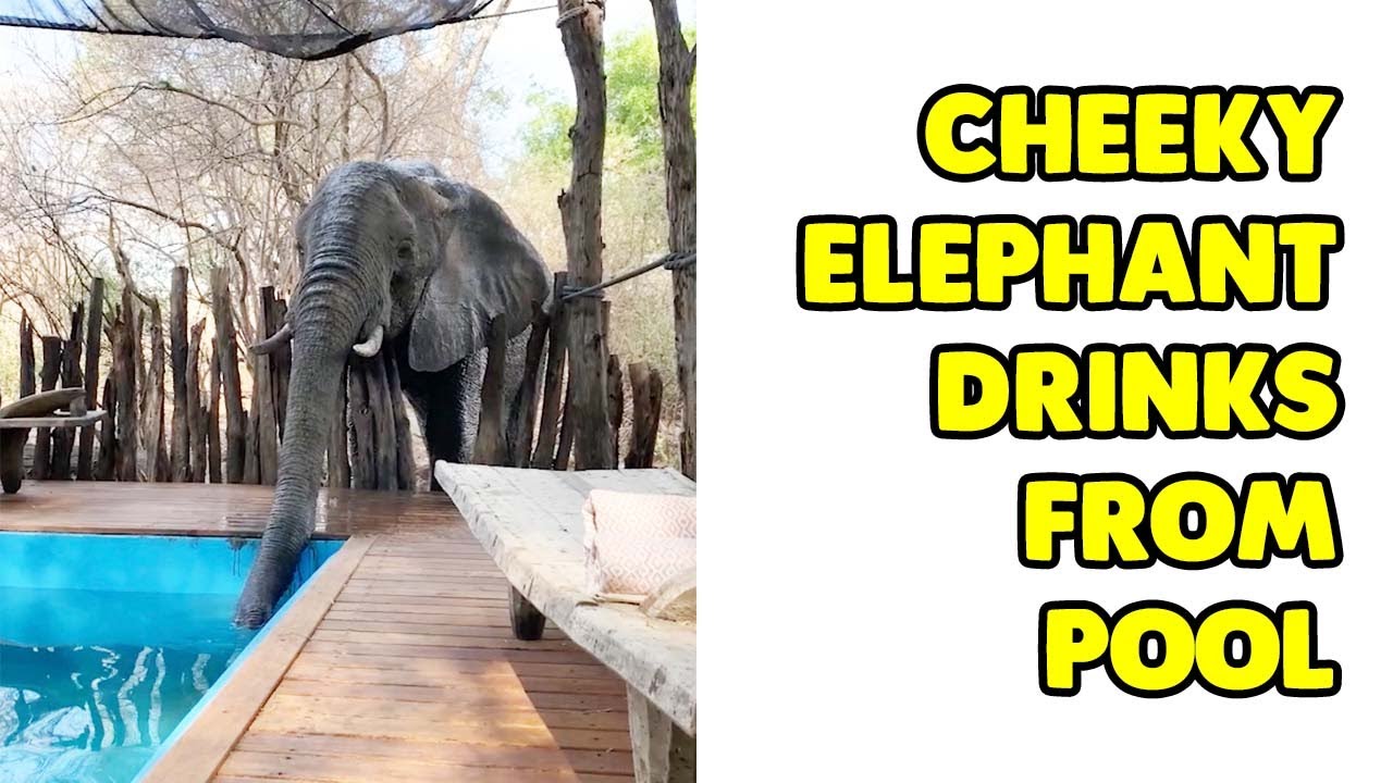Cheeky Elephant Drinks From Swimming Pool