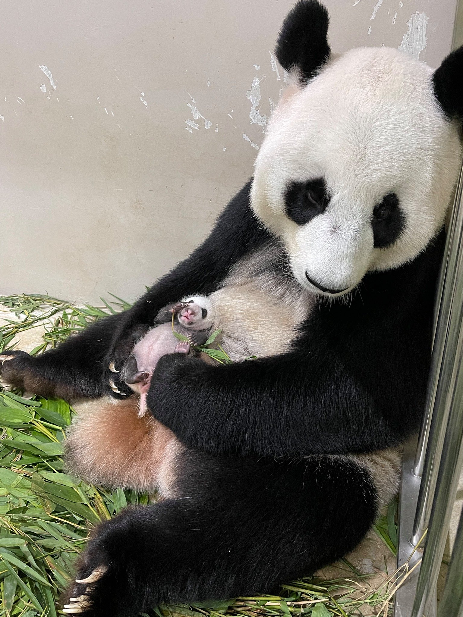 Wildlife reserves s’pore hiring panda intern, applicant must love animals & content creation