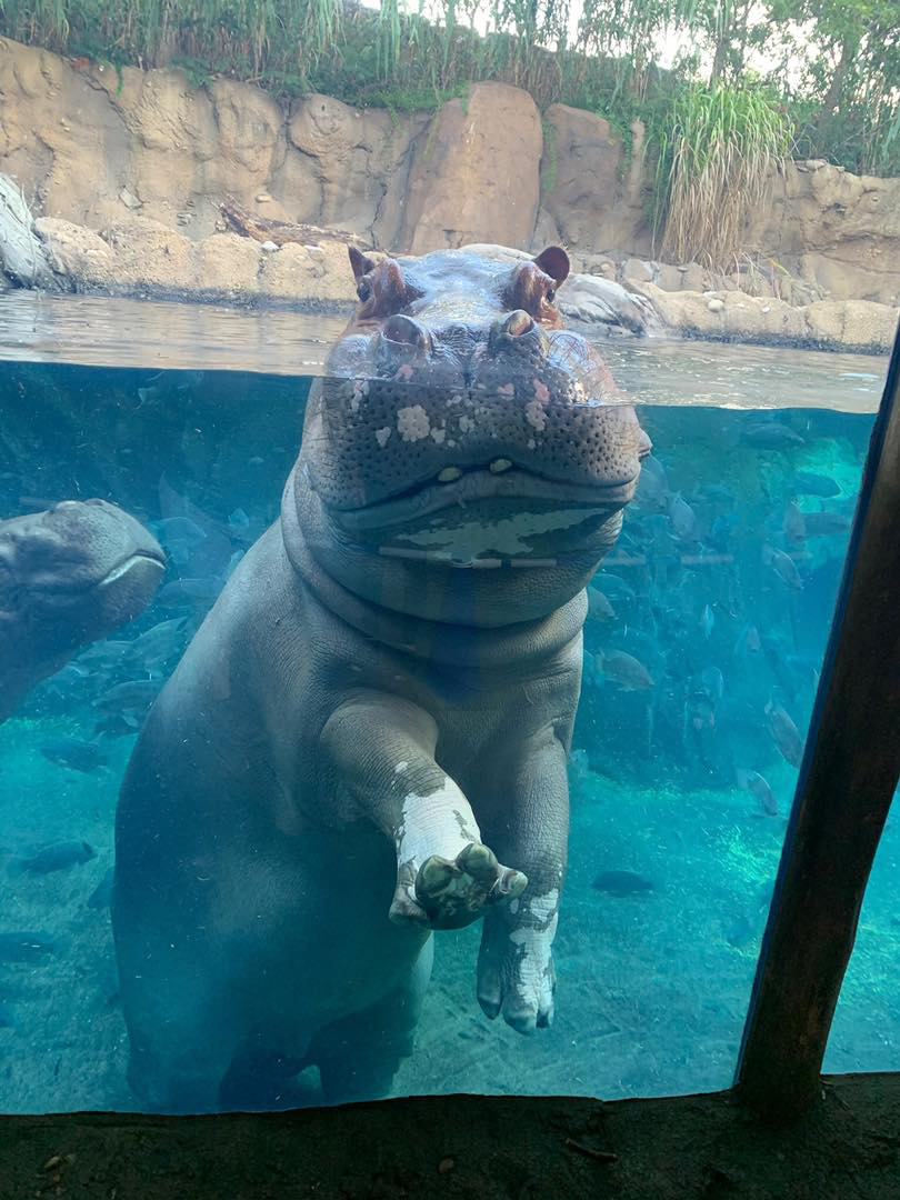 Cincinnati Zoo Introduces Fiona the Hippo to Male Hippo Nearly 4 Years After Her Dad's Death