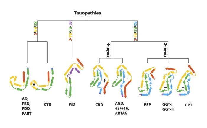 Classification of human tauopathies based on tau filament folds | Nestia