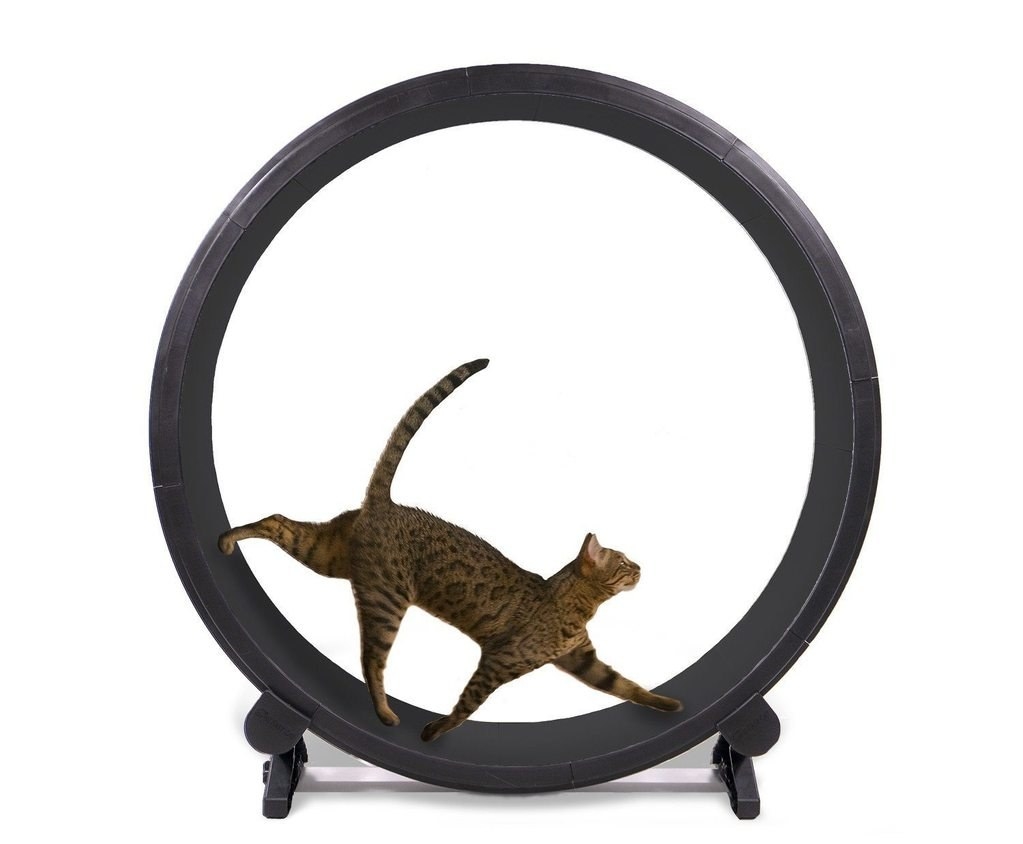 26 Products For Cat Owners With Thousands Of 5-Star Reviews For A Reason