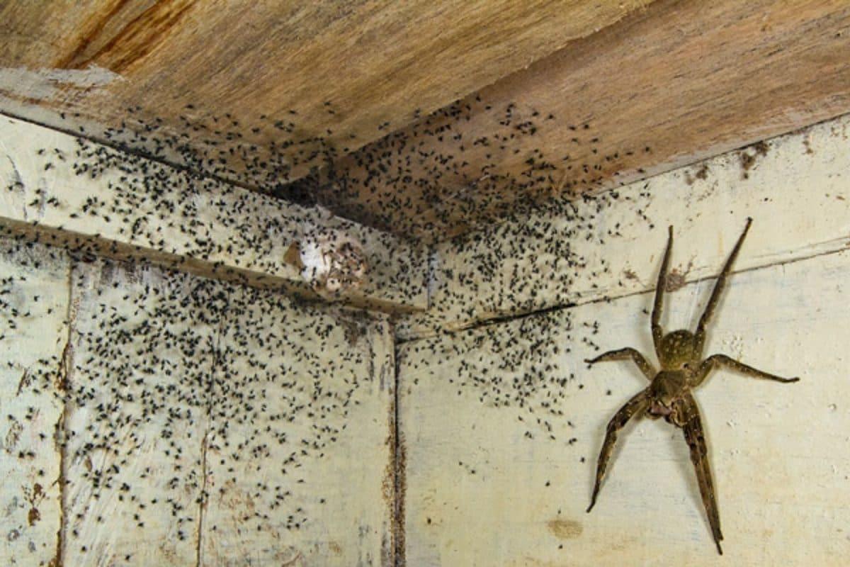 Canada Photographer Finds One of World's Most Dangerous Spiders Under Bed