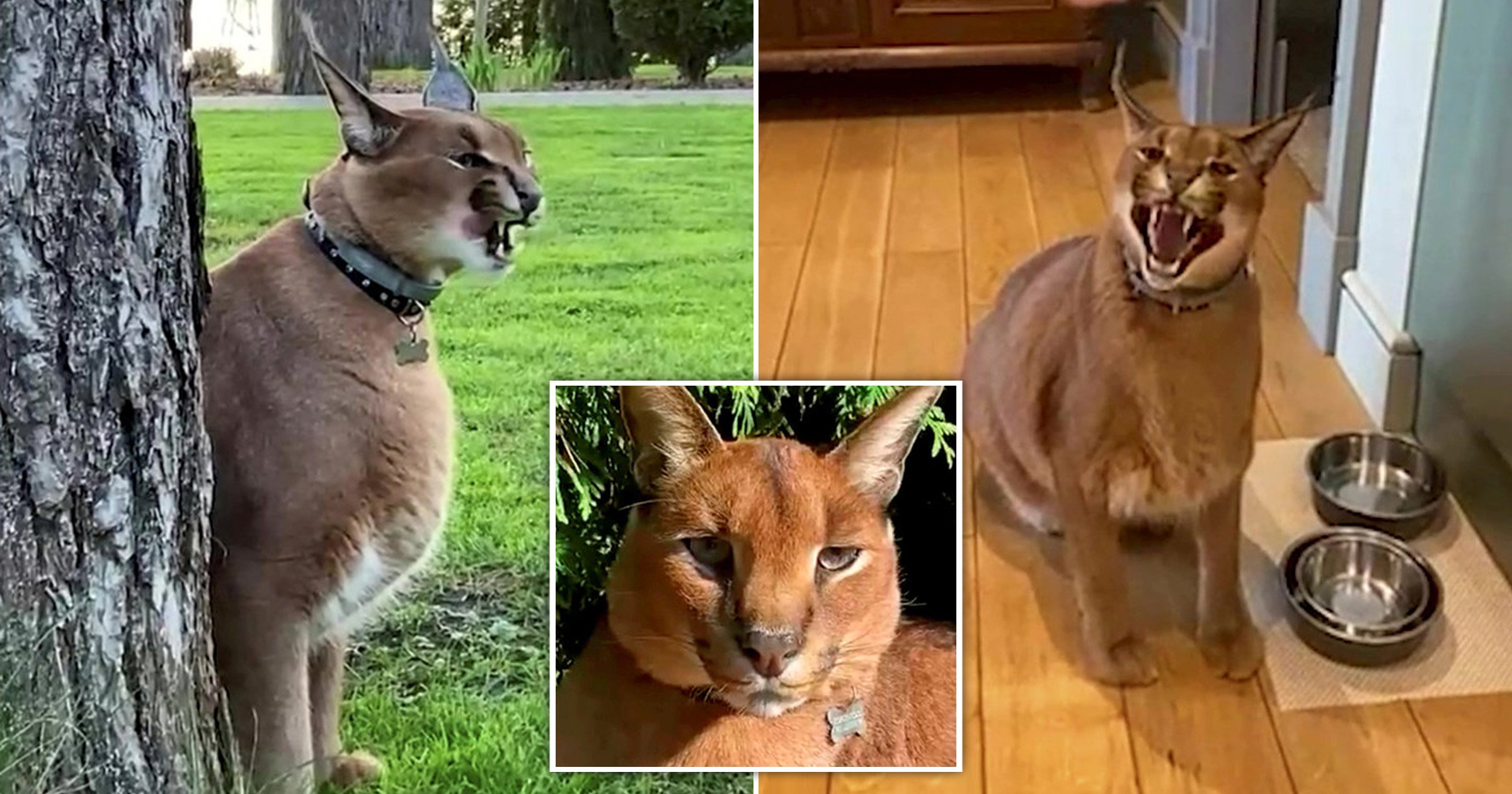 Meet the loving domesticated wild cat who ‘hates being alone’