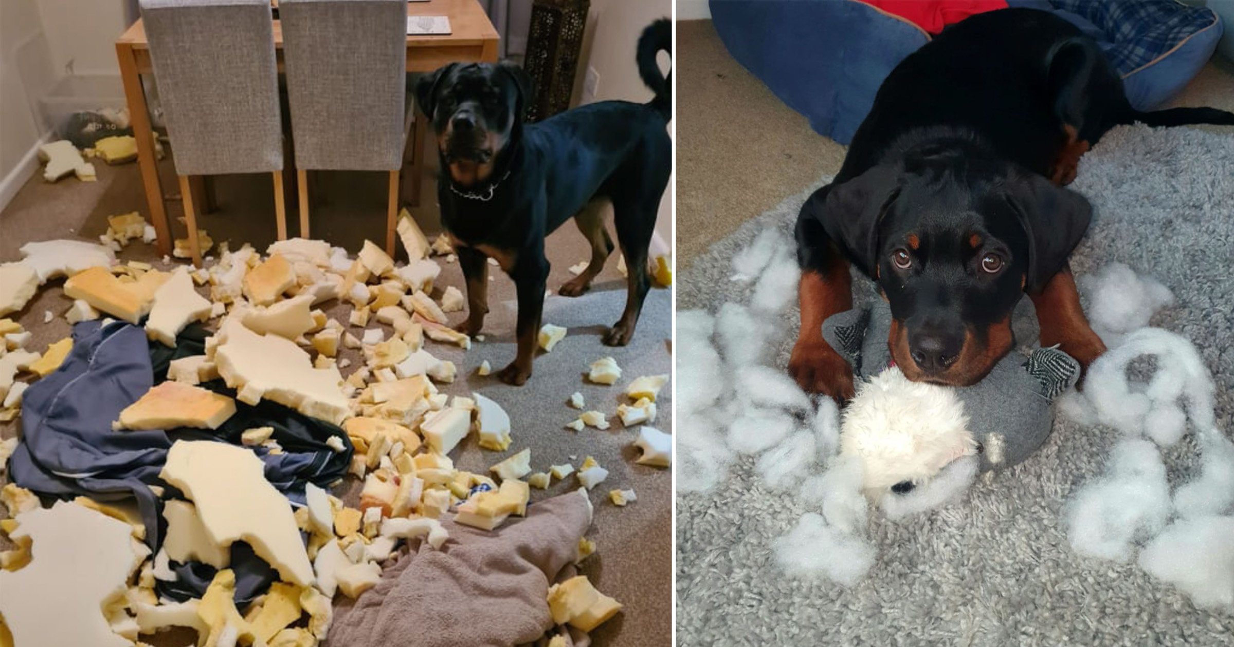 dog destroying pillows