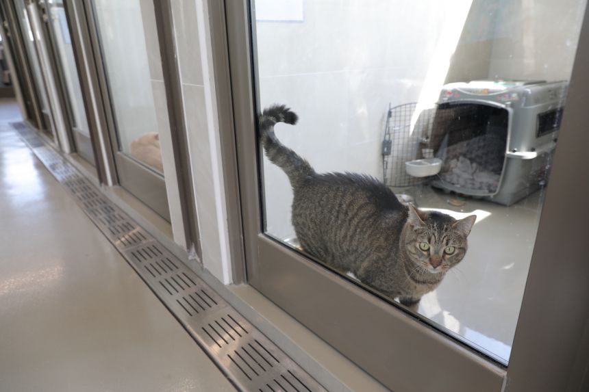 Some pet dogs and cats entering Singapore can now be quarantined at home