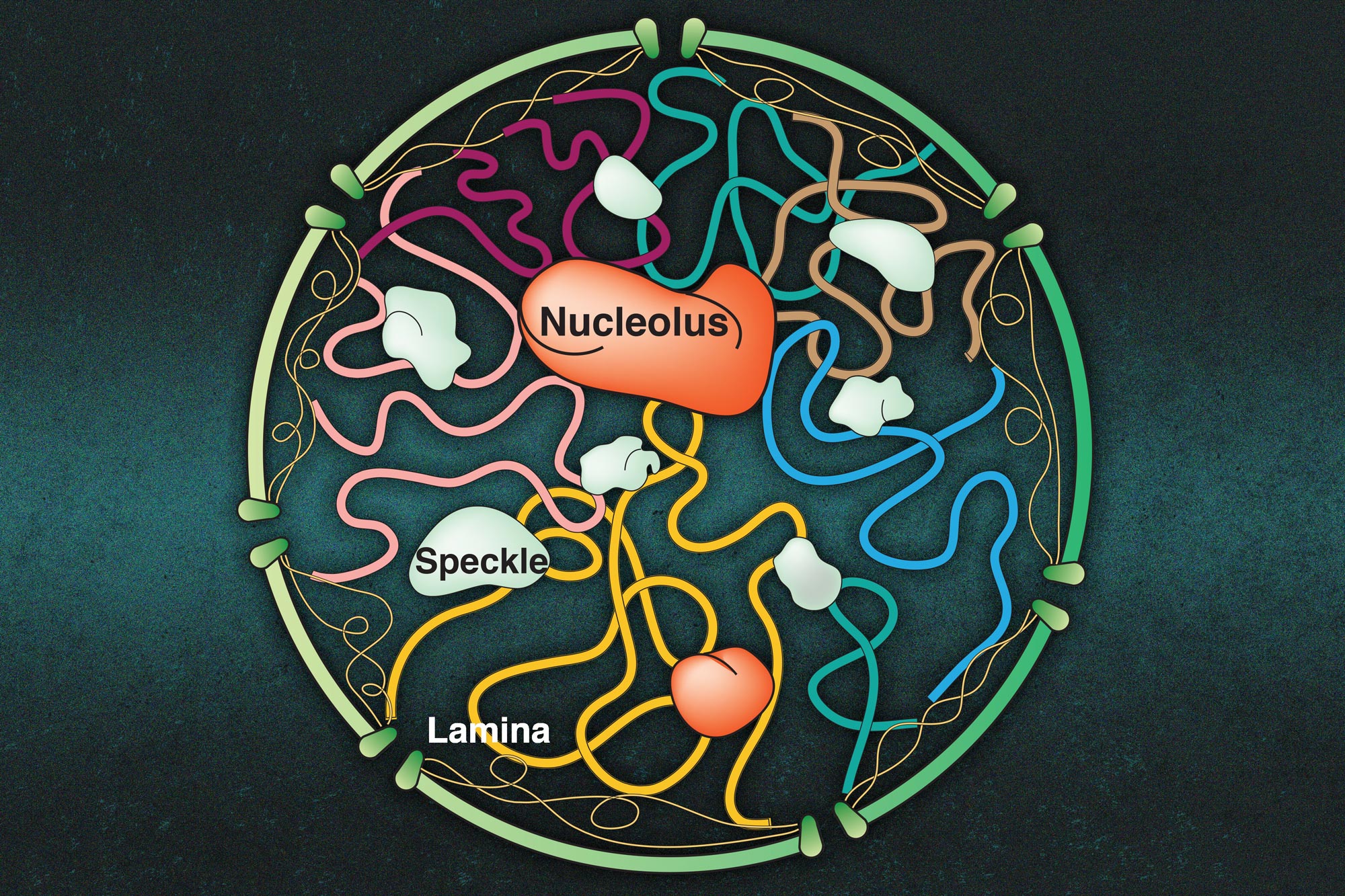 How Molecular Clusters in the Cell Nucleus Interact With Chromosomes
