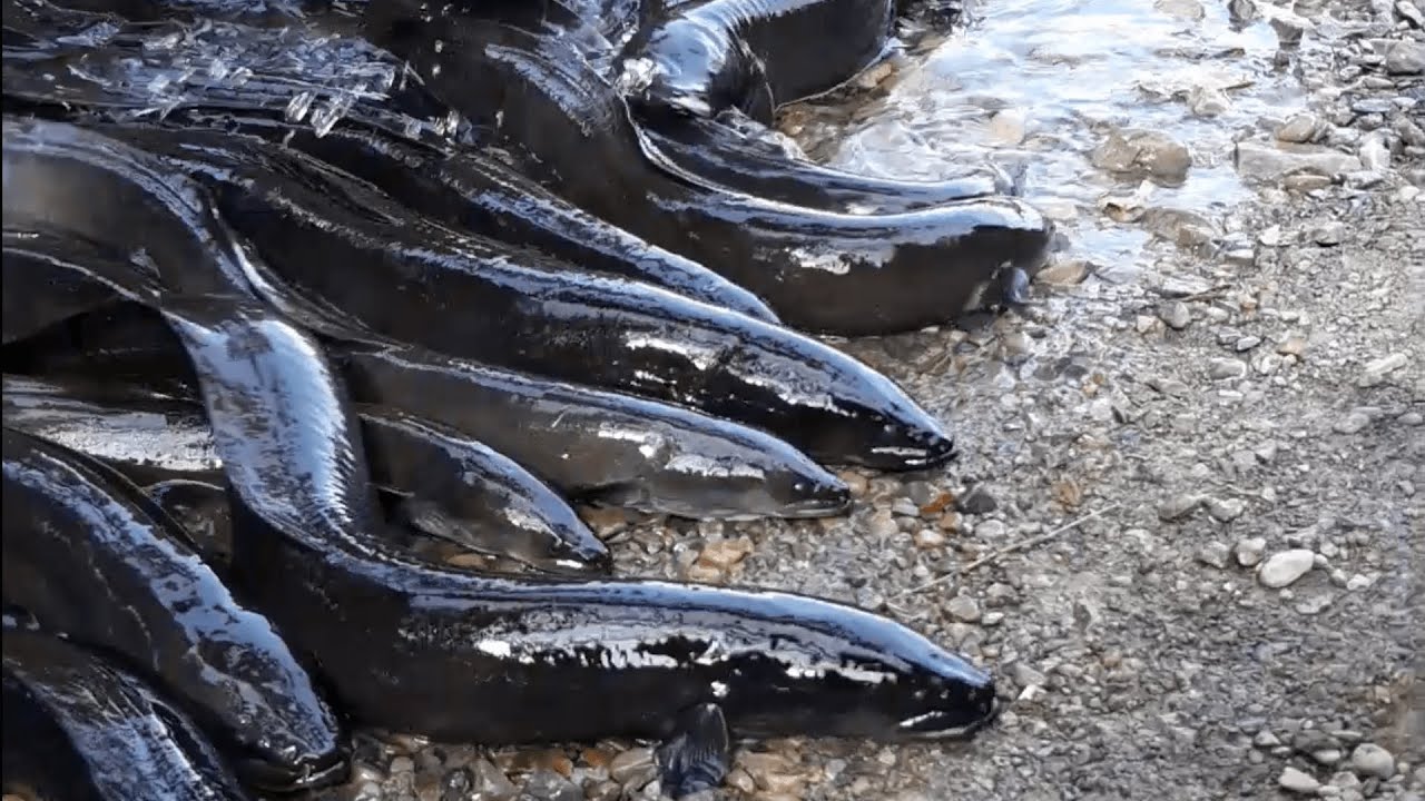 Strange Eels Turn Up In River Bed