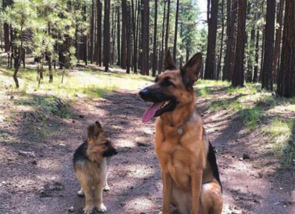 Adult German shepherd will look like a puppy forever due to dwarf condition