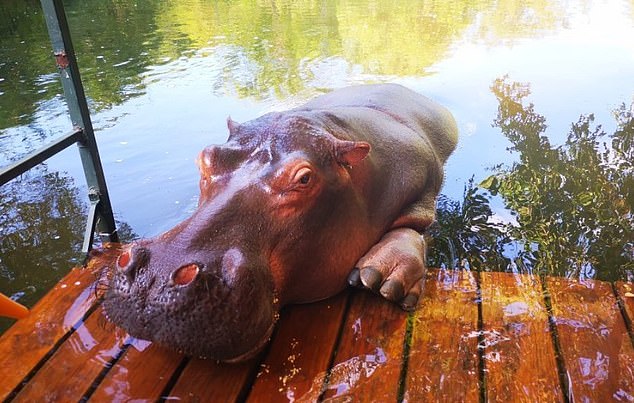 Hippo throws one woman around 'like a rag doll' and rips another's stomach apart leaving her 'holding her own intestines' at South African petting farm: Victim leaves one-star TripAdvisor review!