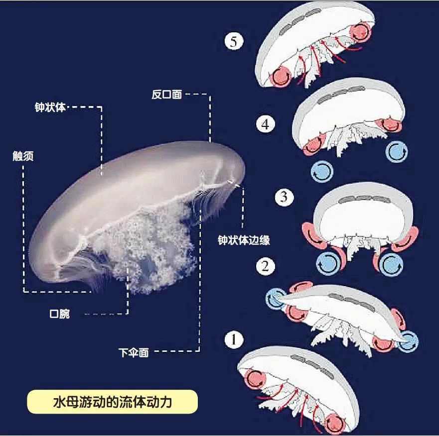 水母“甜甜圈”的神奇效应