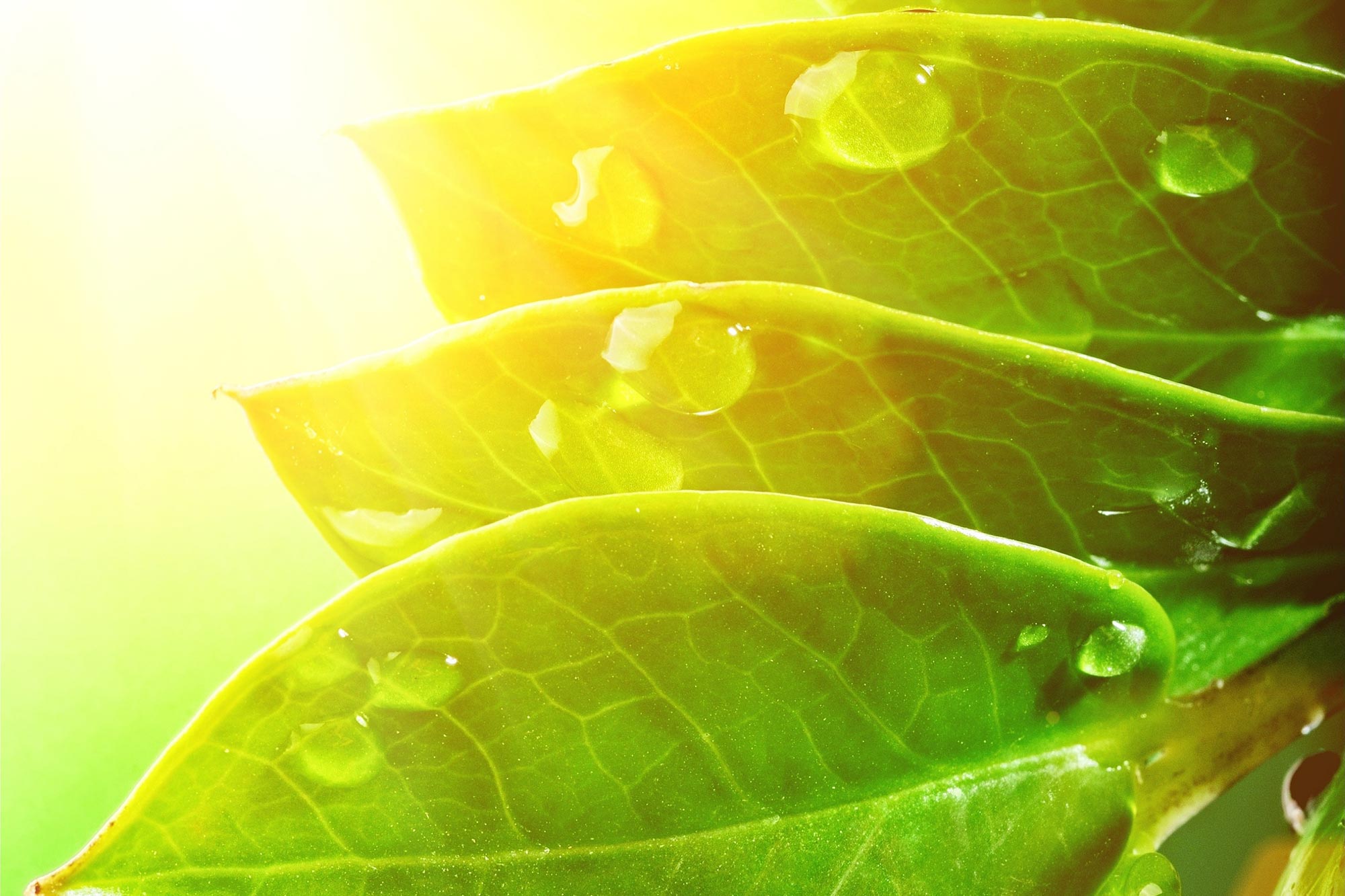 new-research-shows-plants-are-photosynthesizing-more-in-response-to