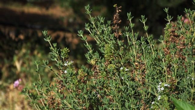 Plant Scientists Find Recipe for Anti-Cancer Compound