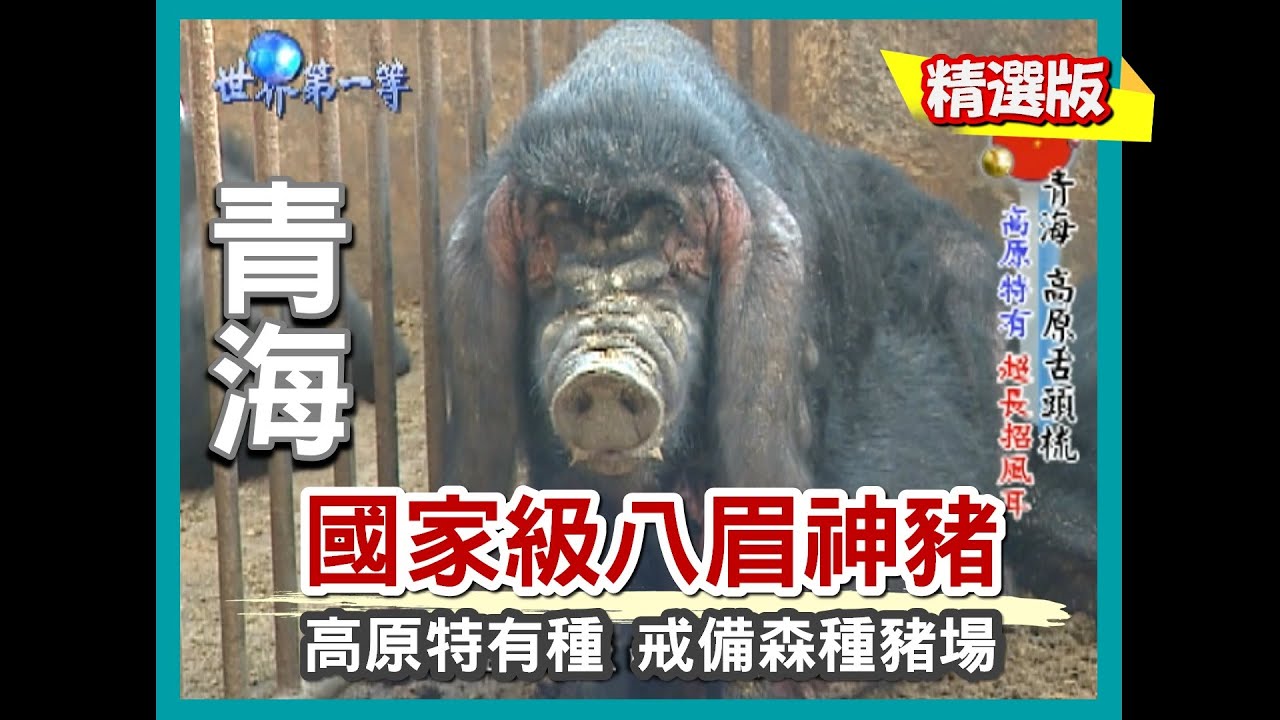 【青海】高原特有招风耳八眉猪 戒备森严神猪保种场｜《世界第一等》500集精华版