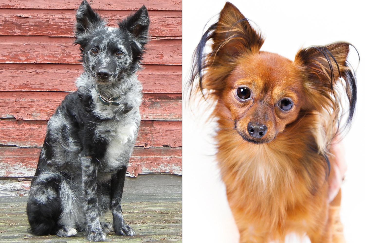 The American Kennel Club Recognizes Two New Dog Breeds: The Mudi and the Russian Toy