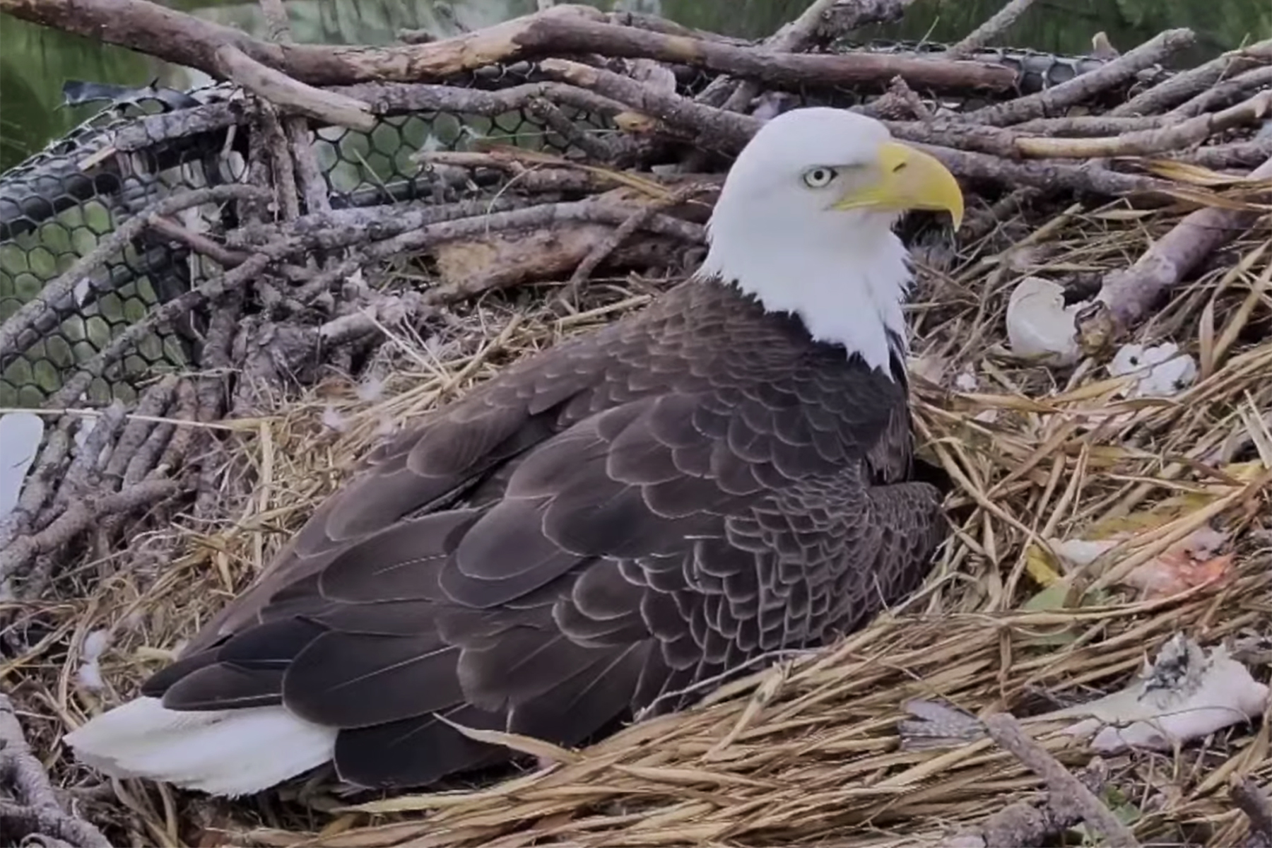 Two Adorable Baby Bald Eagles Just Hatched at This Florida Zoo — See the Cuteness