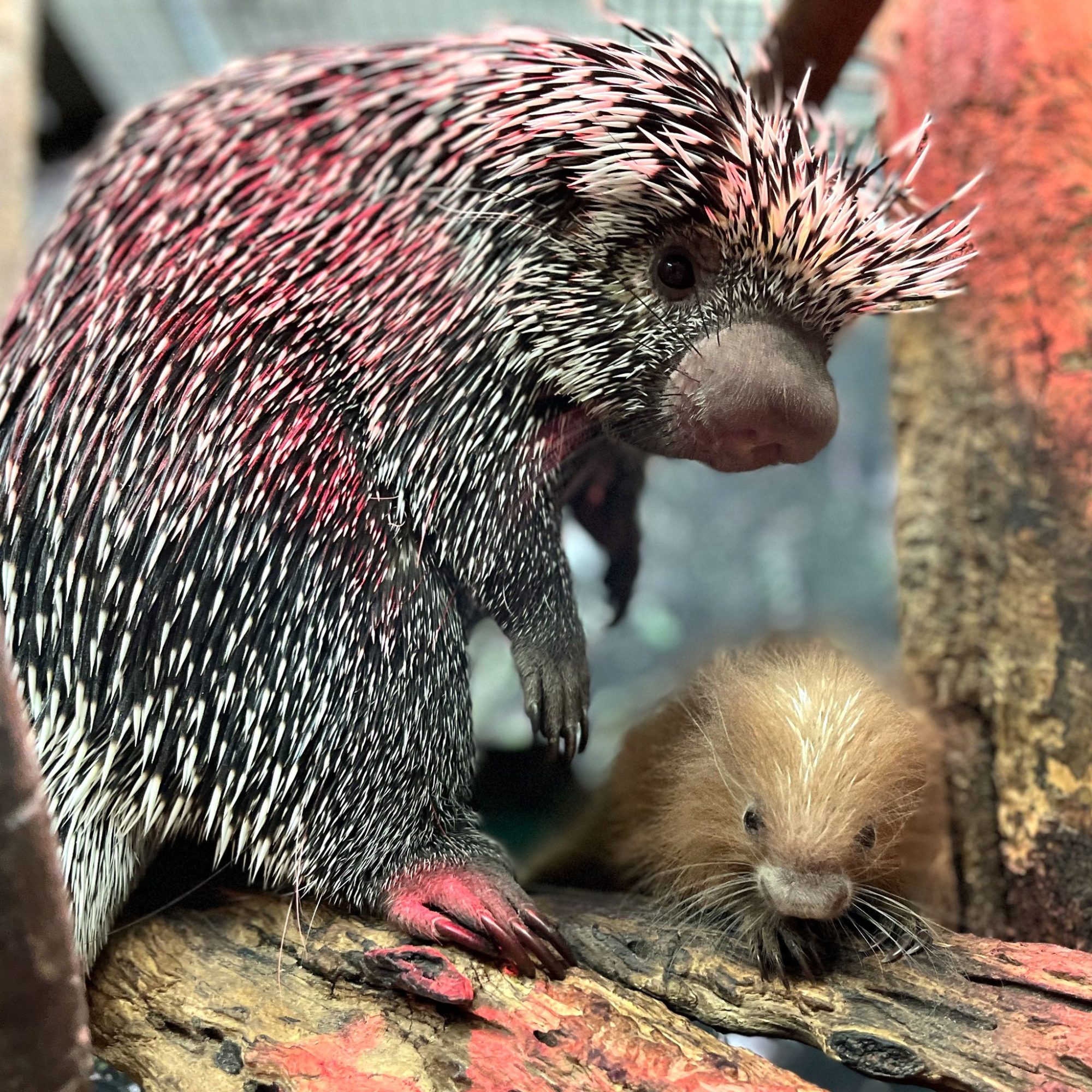 Baby Porcupine Born at Smithsonian's National Zoo: 'Lookin' Sharp, Kid!'