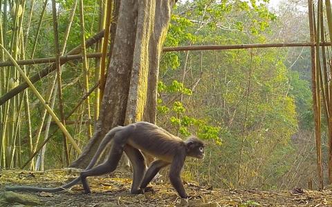 WWF报告：大湄公河地区前年发现200余新物种