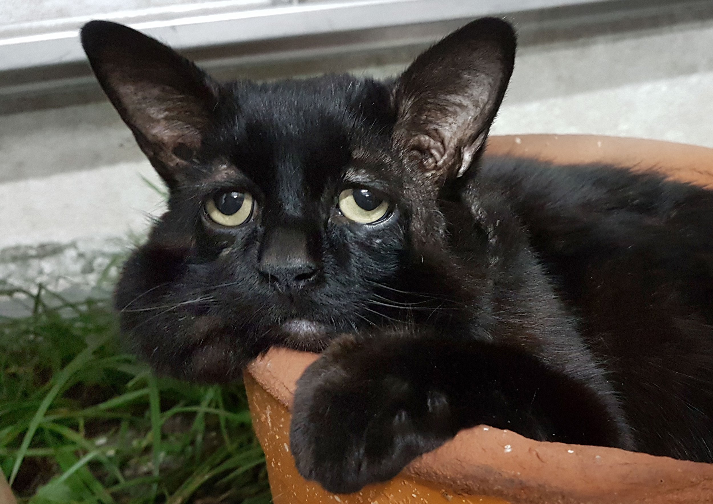 Cat has rare condition that makes him look absolutely miserable