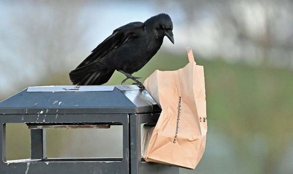 Bizarre new anti-litter drive will see CROWS trained to pick up cigarette butts