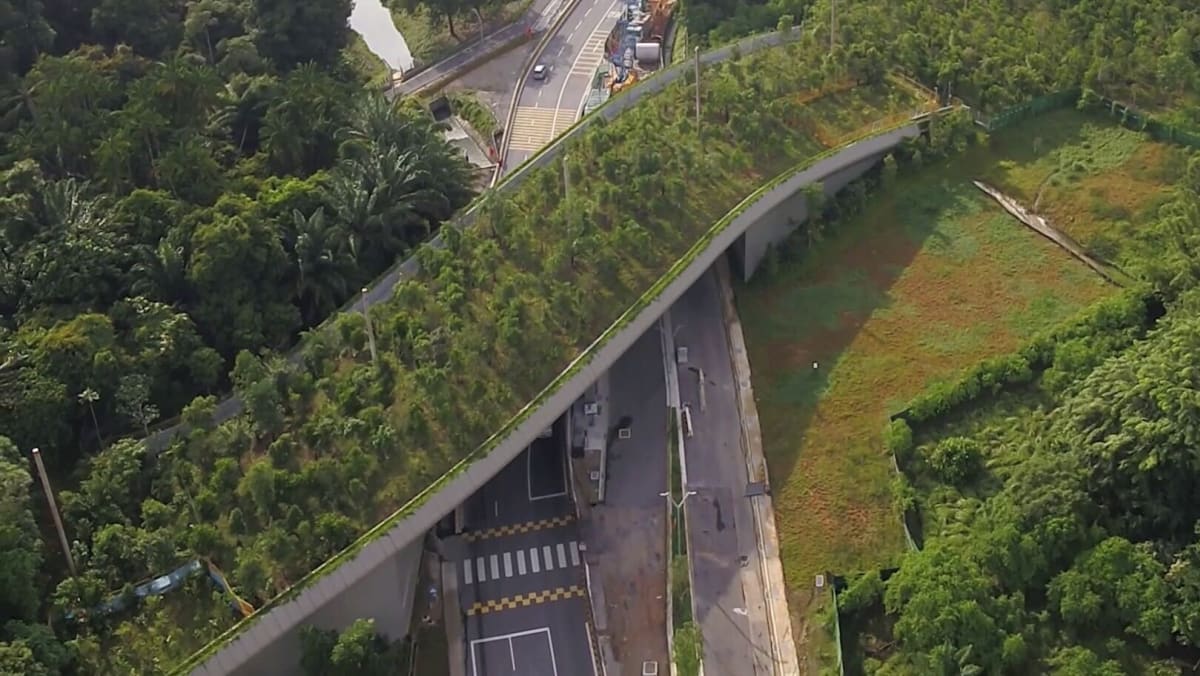 The Big Read: Saving Singapore’s endangered species, one 'animal bridge' at a time