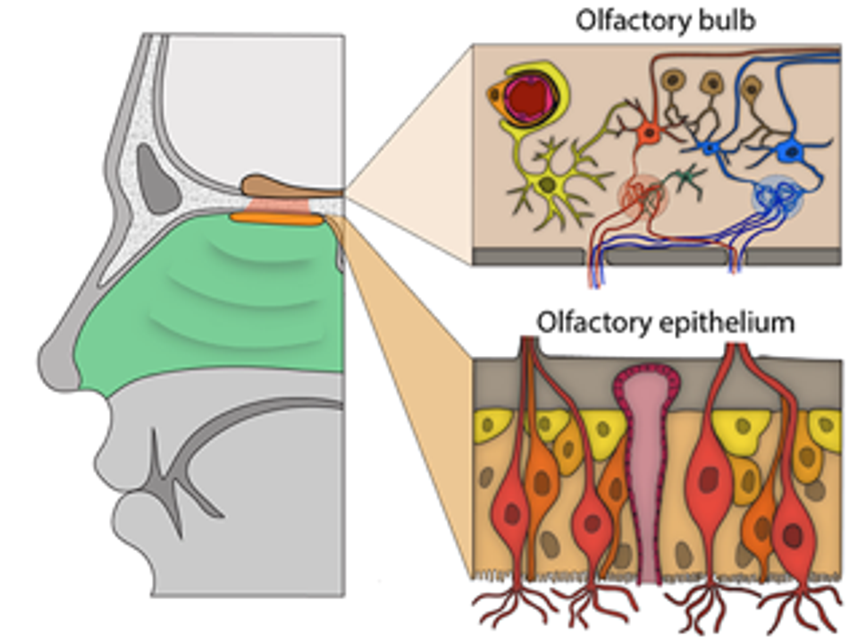 Losing the Sense of Smell: How Covid-19 Infection Induces Long-Lasting Symptoms