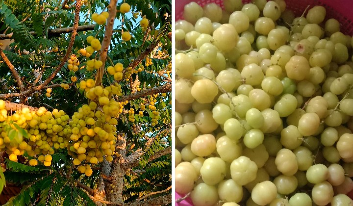 Think You Know Malaysian Fruits? Try These 15 Local Fruits That You Might Not Even Heard Of