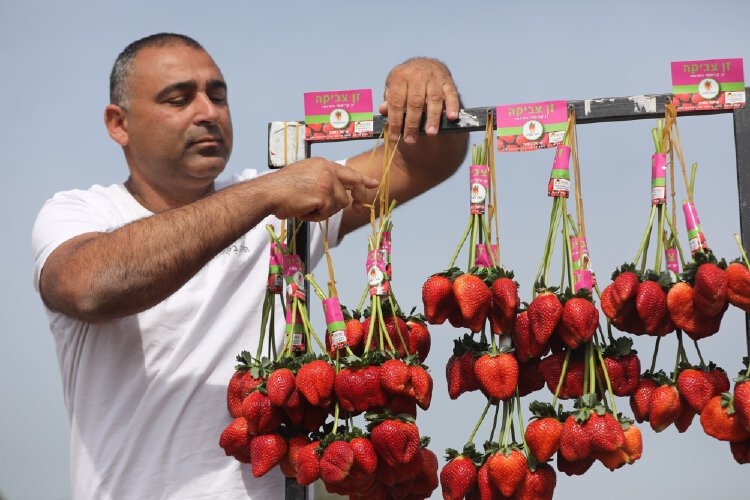 Israeli Farmer Grows World S Biggest Strawberry Breaking Japanese Record Nestia