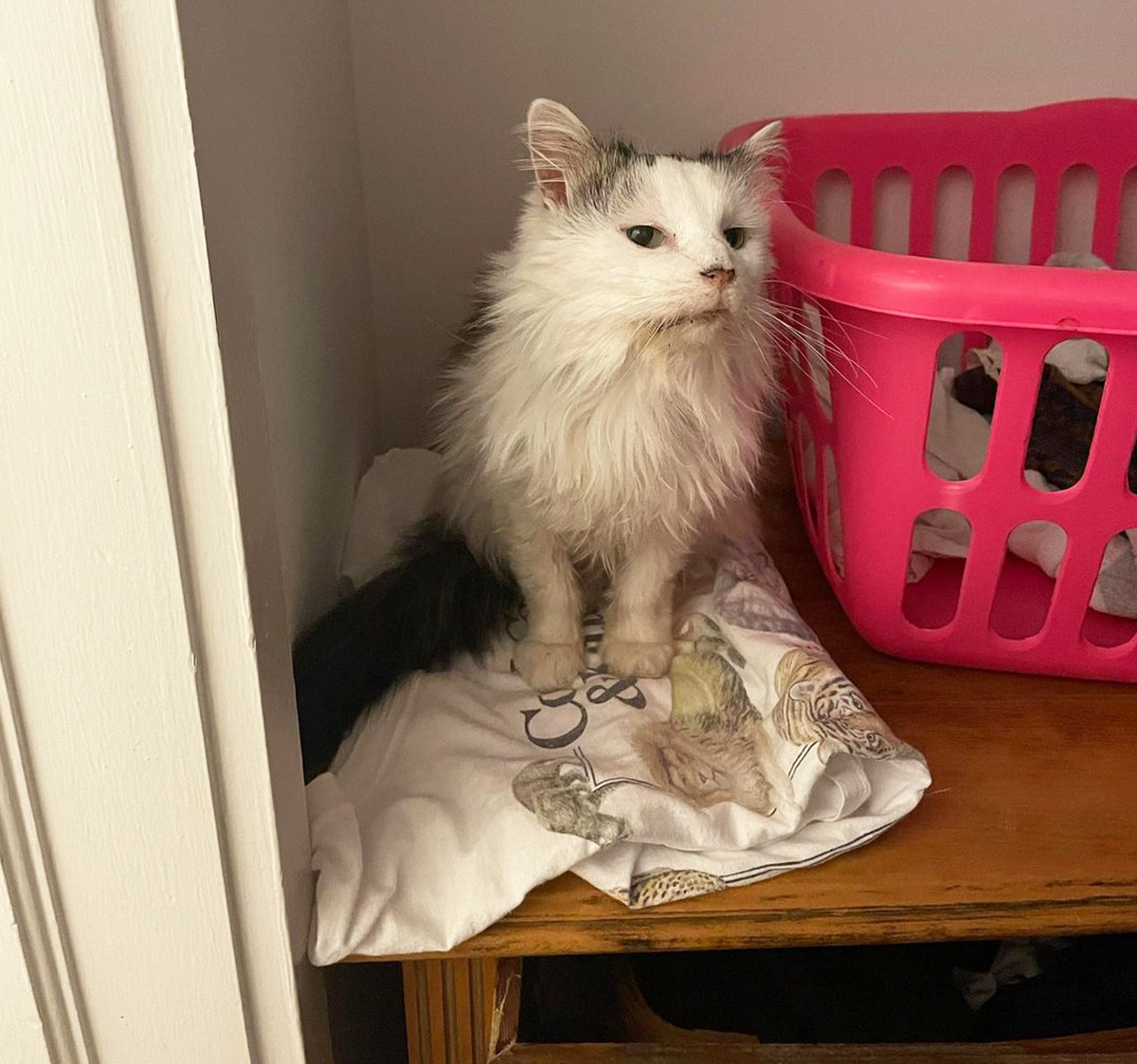 Pot Roast — One of the Most Beloved Cats on TikTok — Has Died, the Pet's Owner Confirms